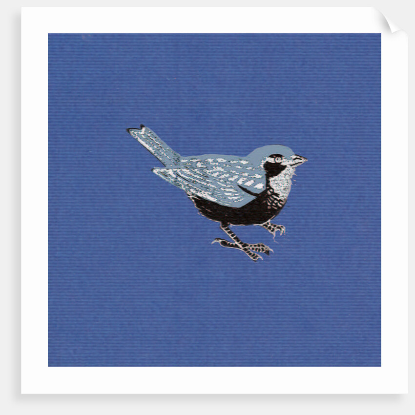 Sparrow, 2013 by Nat Morley