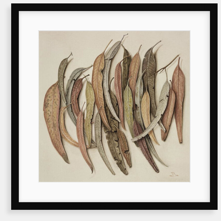 Eucalyptus Leaves, 2004 by Jenny Barron