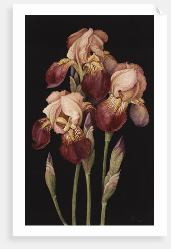 Irises, 2004 by Jenny Barron