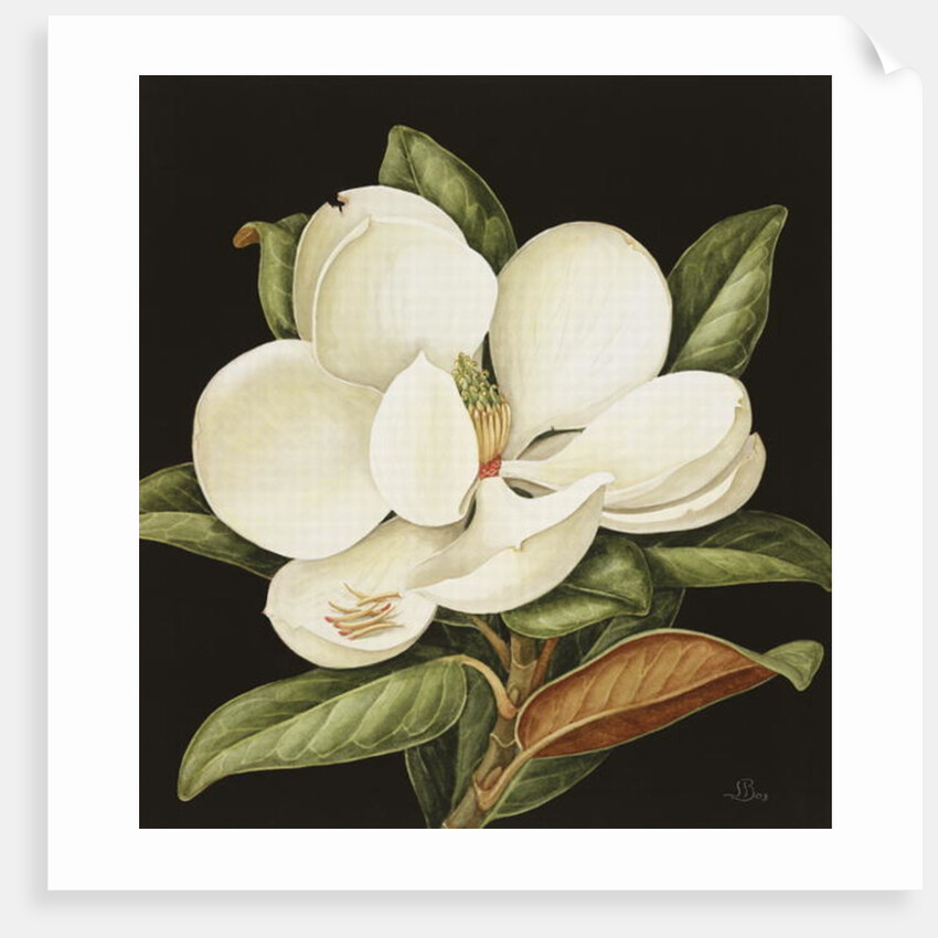 Magnolia Grandiflora, 2003 by Jenny Barron