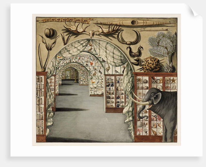 Perspective view of Sir Ashton Lever's Museum March 30, 1785 by Sarah Stone
