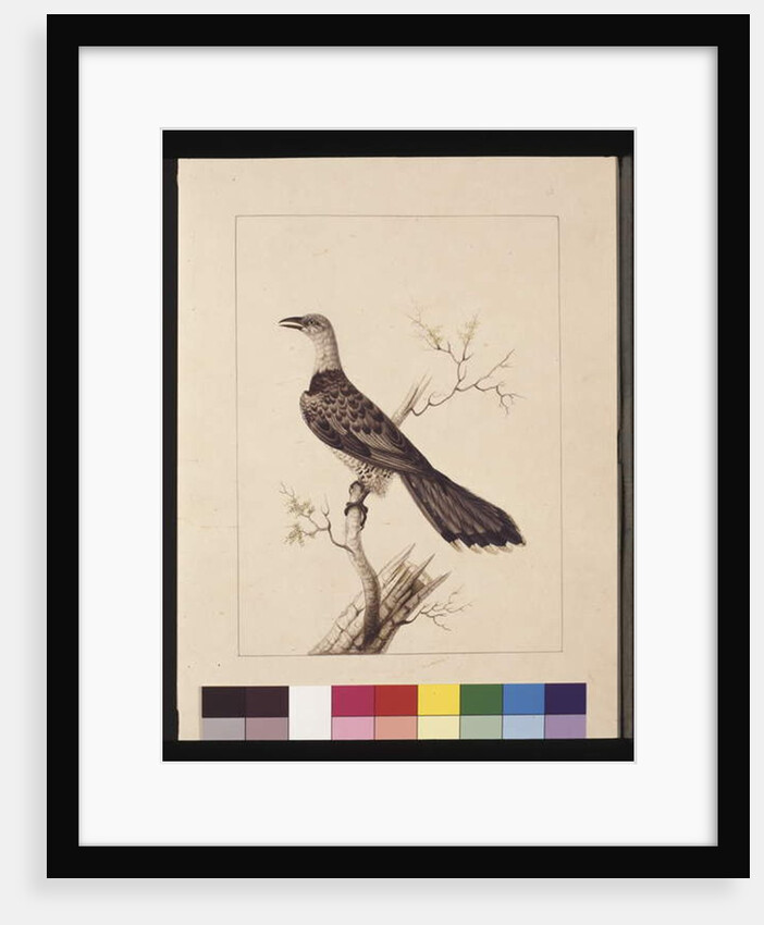 Page 1. Anomalous Hornbill: Signed l.c. Sarah Smith. Now known as a Channel-billed Cuckoo, c.1789-90 by Sarah Stone