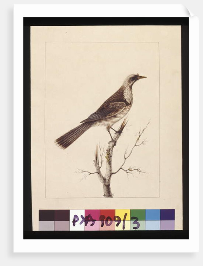 Page 3. Knob, Fronted Bee Eater: Signed l.c. Sarah Smith. Now known as a Friar bird, c.1789-90 by Sarah Stone