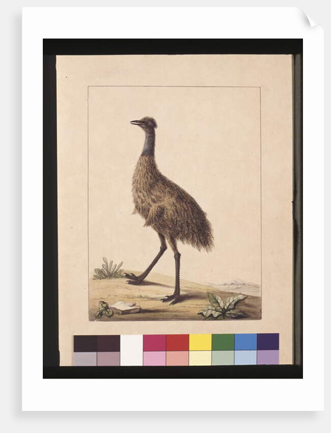 Page 7. New Holland Cassowary. Now known as an Emu, c.1789-90 by Sarah Stone