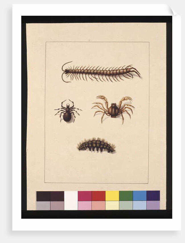 Page 11. Insects of New South Wales. Now known as Common centipede, Spider genus Isopeda, Soldier Crab, Caterpillar, c.1789-90 by Sarah Stone