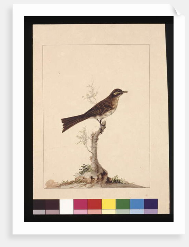 Page 14. Yellowed-eared Flycatcher. Now known as a Yellow-faced Honeyeater, c.1789-90 by Sarah Stone
