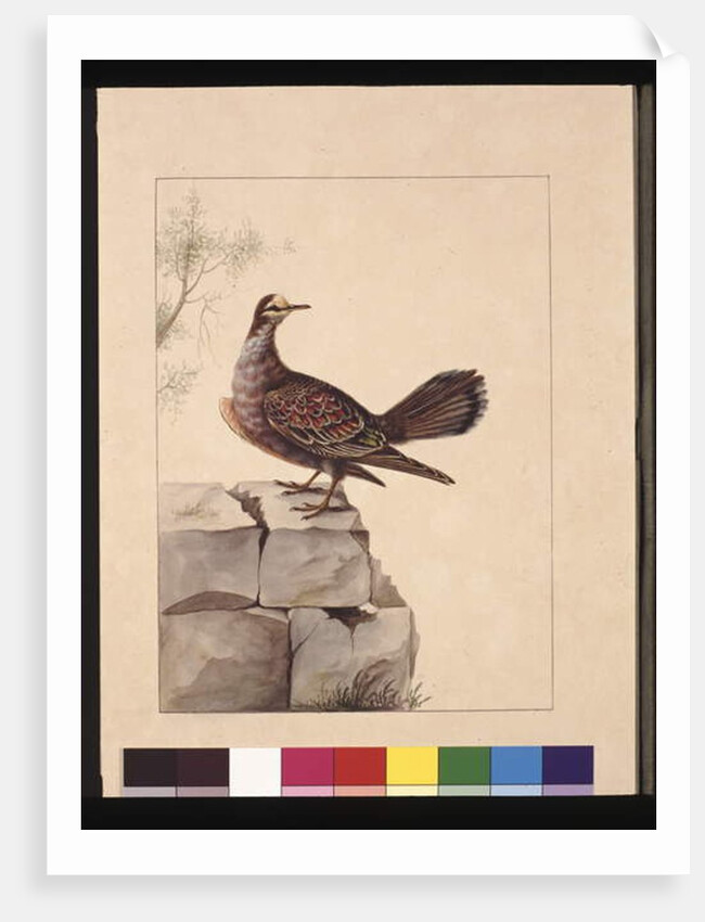 Page 15. Golden Winged Pidgeon. Now known as a Forest Bronzewing Pigeon, c.1789-90 by Sarah Stone