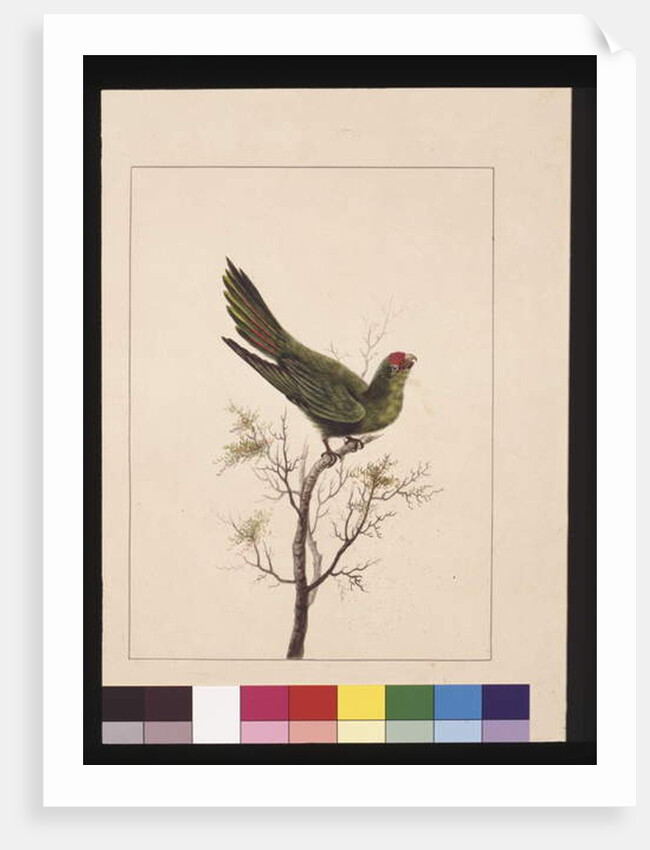 Page 18. Small Paraquet. Now known as a Little Lorikeet, c.1789-90 by Sarah Stone
