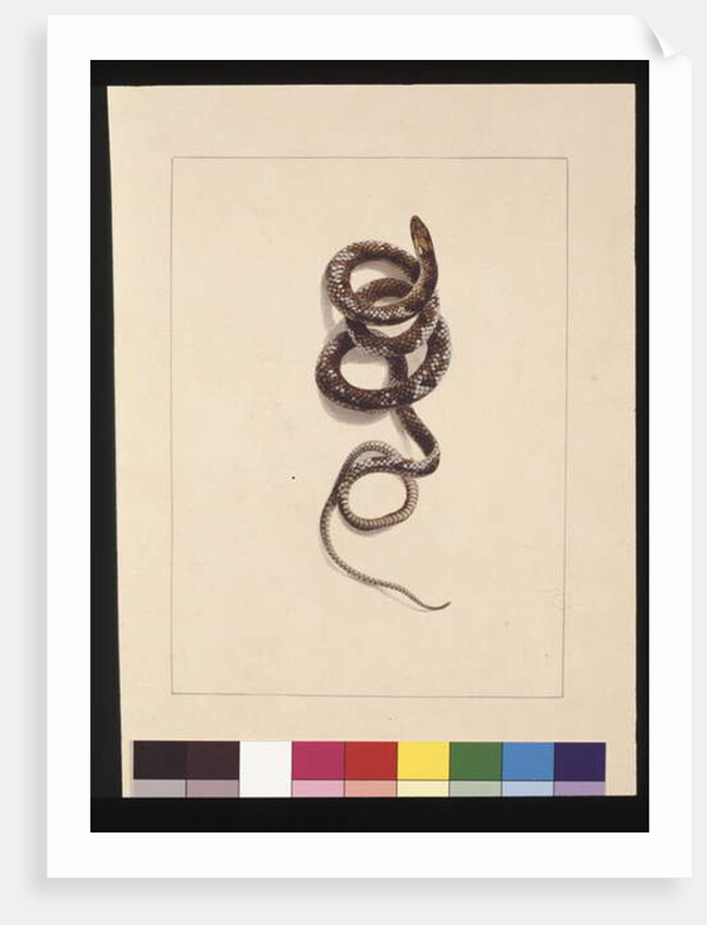 Page 20. Snake No.1. Now known as a Brown Snake, c.1789-90 by Sarah Stone