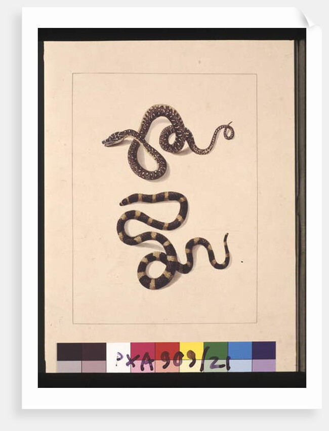 Page 21. Snakes No. 1 & No.2. Now known as a Young diamond snake & a Bandy bandy, c.1789-90 by Sarah Stone