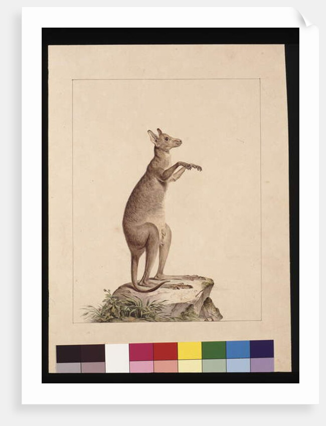 Page 22. A Kangaroo. Now known as a Kangaroo. Possibly by Charles Catton Junr, c.1789-90 by Sarah Stone