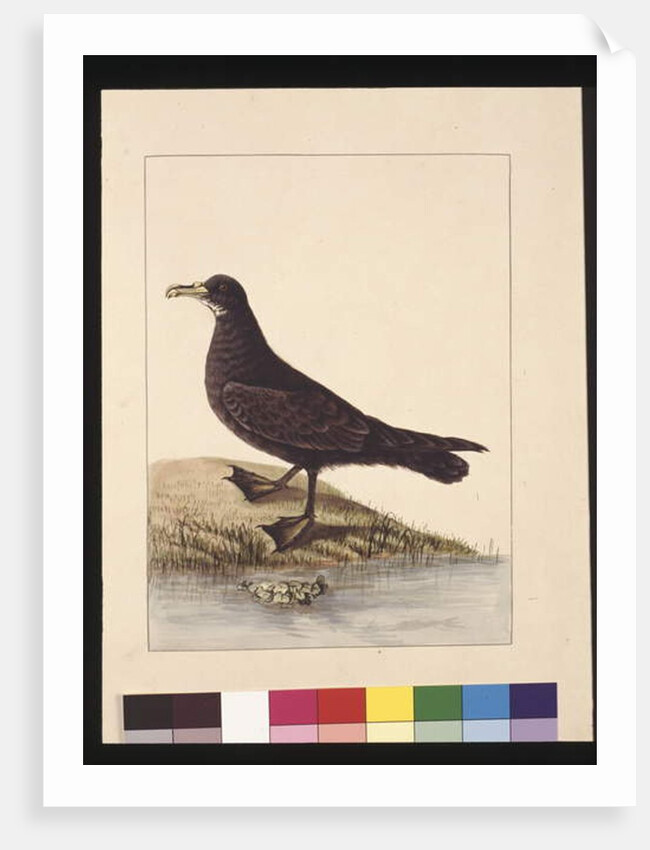 Page 24. Fuliginous Peteril. Now known as a White-chinned Petrel, c.1789-90 by Sarah Stone
