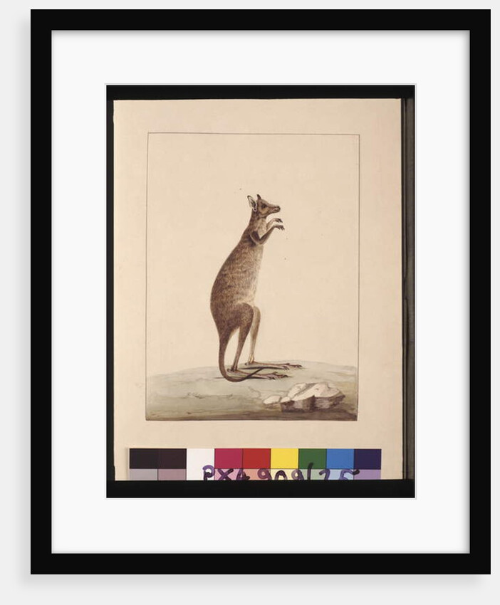 Page 25. A Kangaroo. Now known as a Kangaroo. Appears to be a Sarah Stone copy of a Charles Catton Junr. plate, c.1789-90 by Sarah Stone
