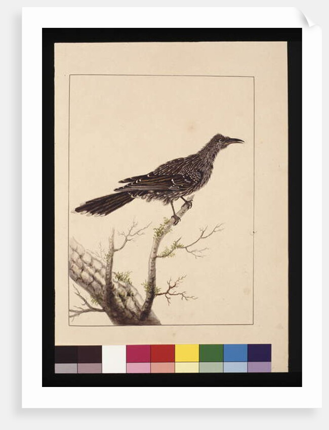 Page 26. Wattled Bee Eater female. Now known as a Little Wattle bird, c.1789-90 by Sarah Stone