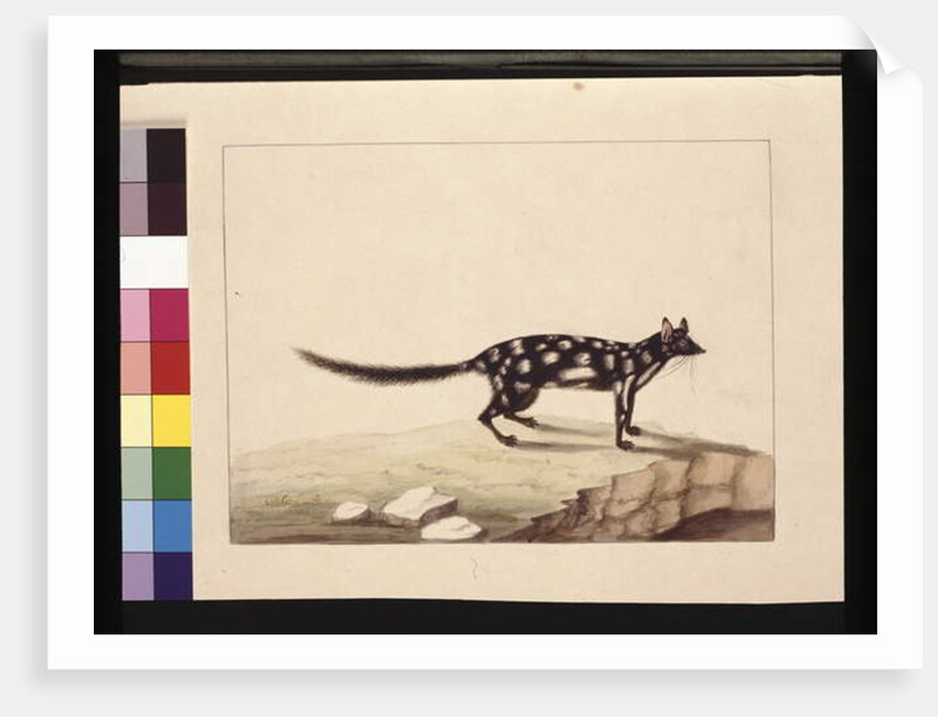 Page 28. A Tapoa Tafa. Now known as a Dasyurus quoll. Appears to be a Sarah Stone copy of a Charles Catton Junr. plate, c.1789-90 by Sarah Stone