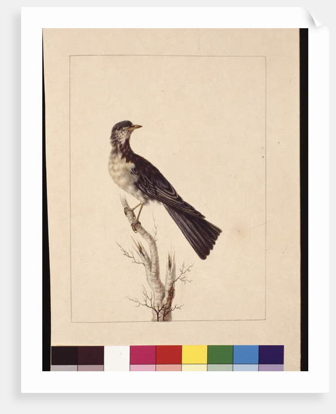 Page 29. Port Jackson Thrush. Now known as a Grey thrush spotted quail thrush?, c.1789-90 by Sarah Stone