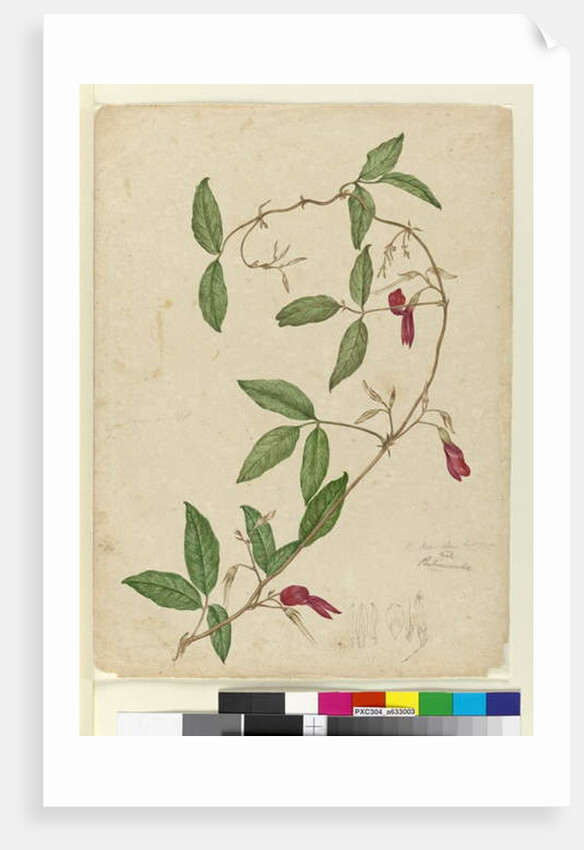 Kennedia rubicunda, c.1803-06 by John William Lewin
