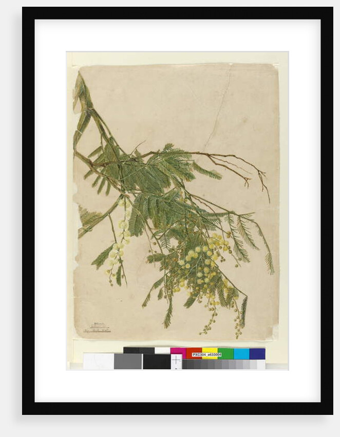 Acacia, 1805 by John William Lewin