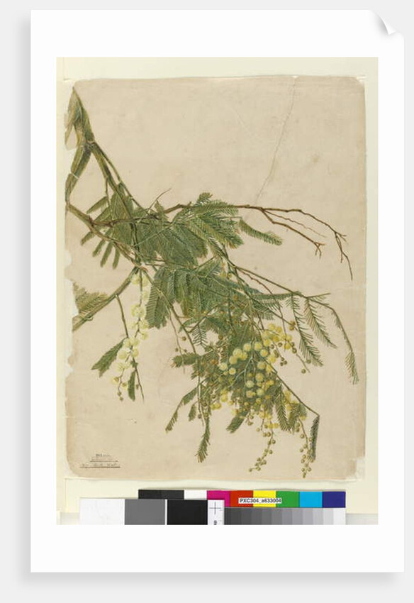 Acacia, 1805 by John William Lewin
