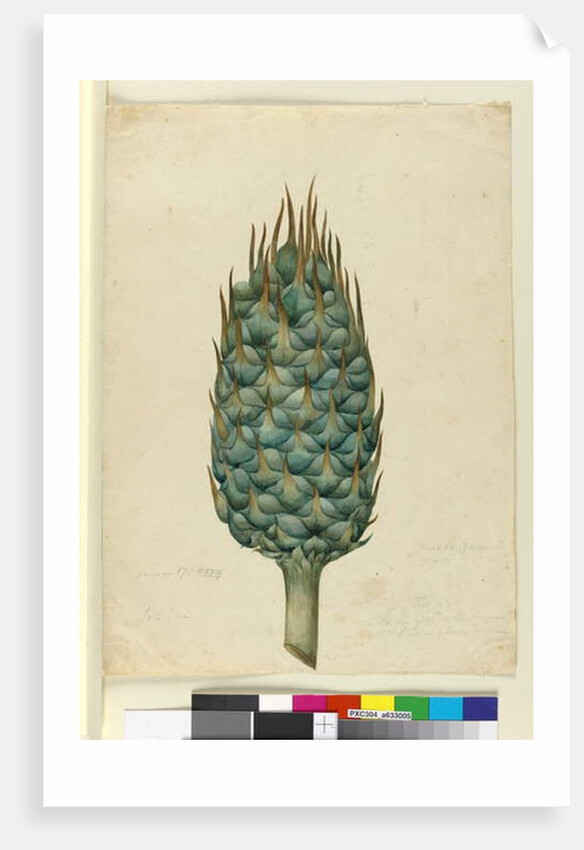 Macrozamia, c.1803-06 by John William Lewin