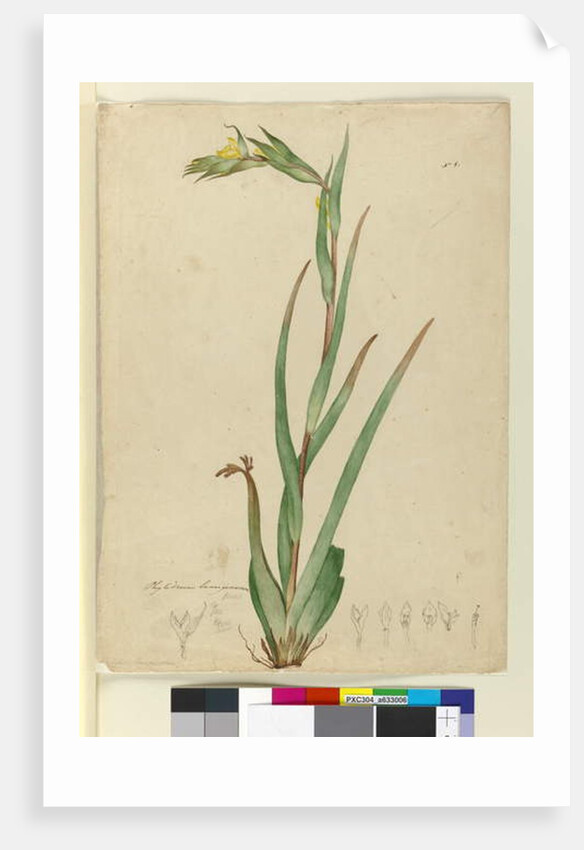 l. Phylidrum lanuginosum, c.1803-06 by John William Lewin