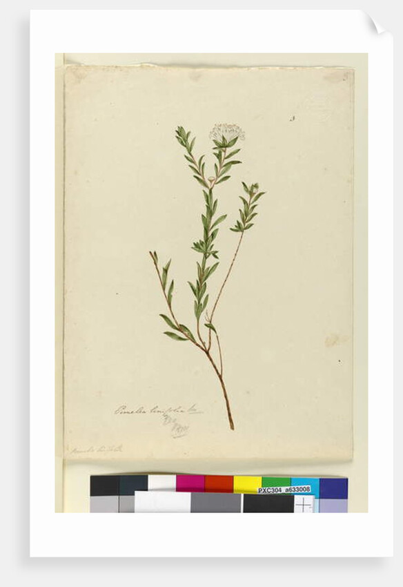 Page 3. Pimelea linifolia, c.1803-06 by John William Lewin