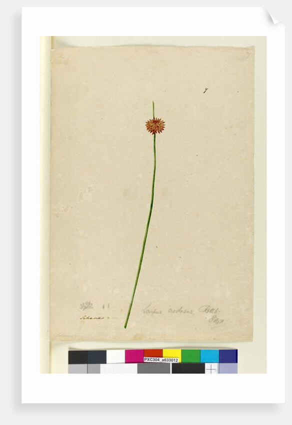 Page 7. Scirpus nodosus, c.1803-06 by John William Lewin