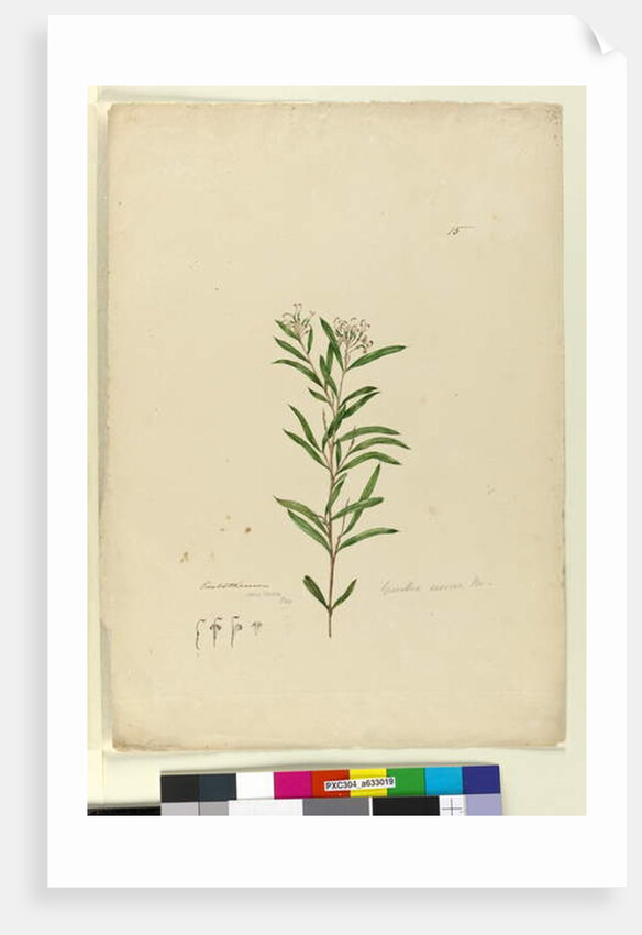 Page 15. Grevillea sericea, c.1803-06 by John William Lewin