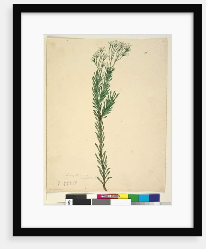 Page 21. Conospermum ericifolium, c.1803-06 by John William Lewin