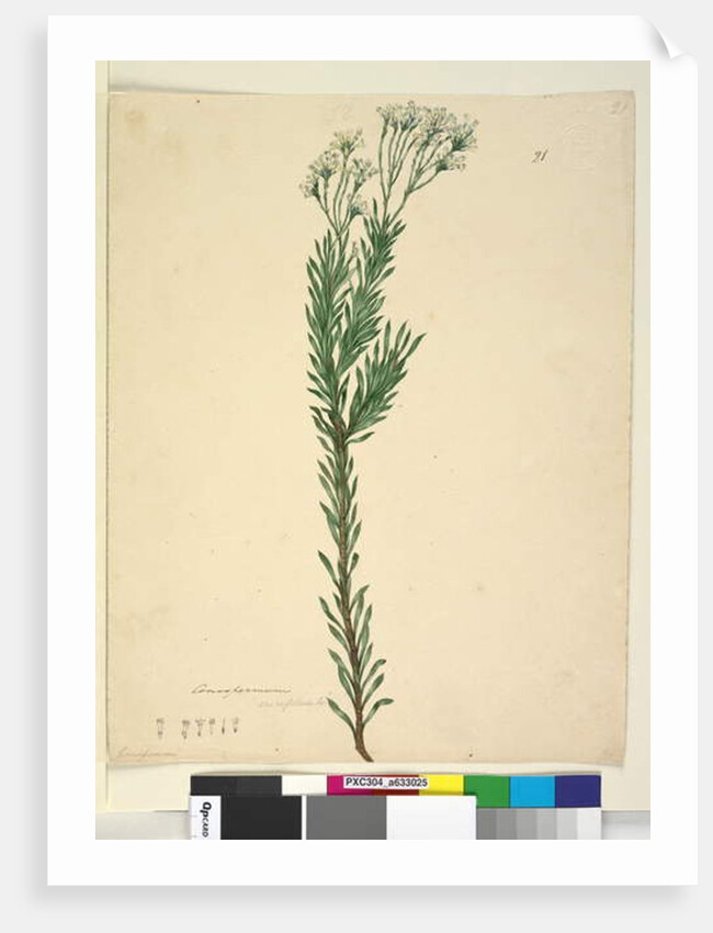 Page 21. Conospermum ericifolium, c.1803-06 by John William Lewin