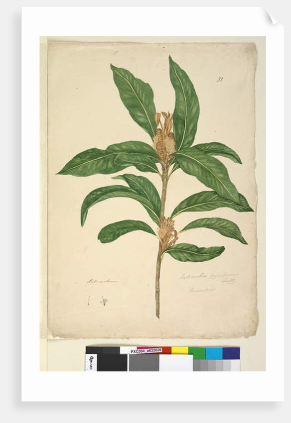 Page 22. Xylomelum pyriforme, c.1803-06 by John William Lewin