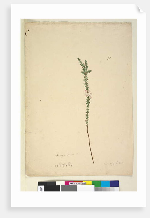 Page 28. Epacris sparsa, c.1803-06 by John William Lewin
