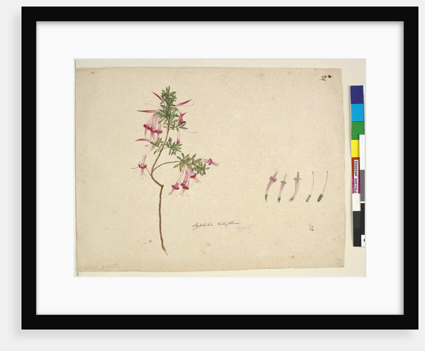 Page 32. Styphelia tubiflora, c.1803-06 by John William Lewin