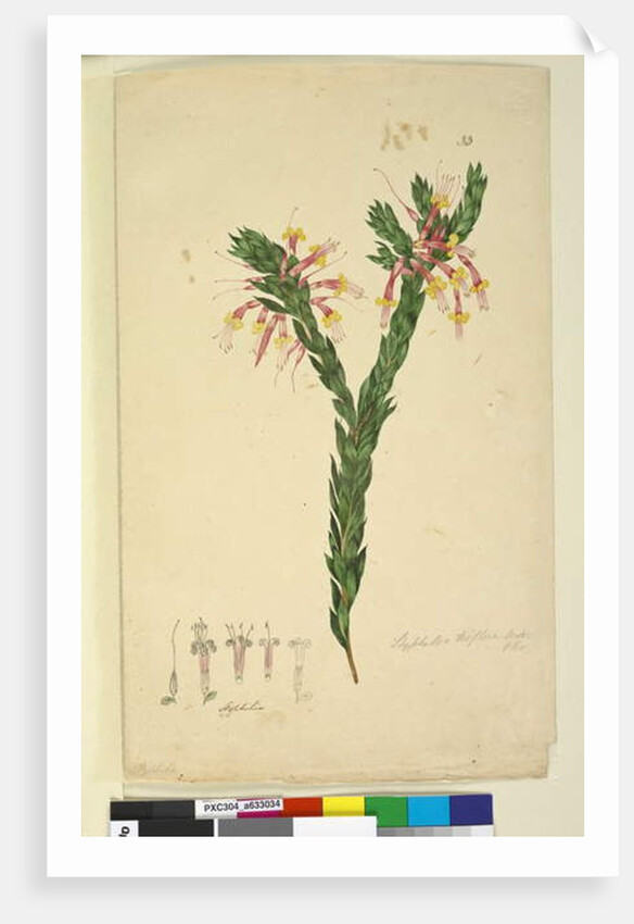 Page 33. Styphelia triflora, c.1803-06 by John William Lewin