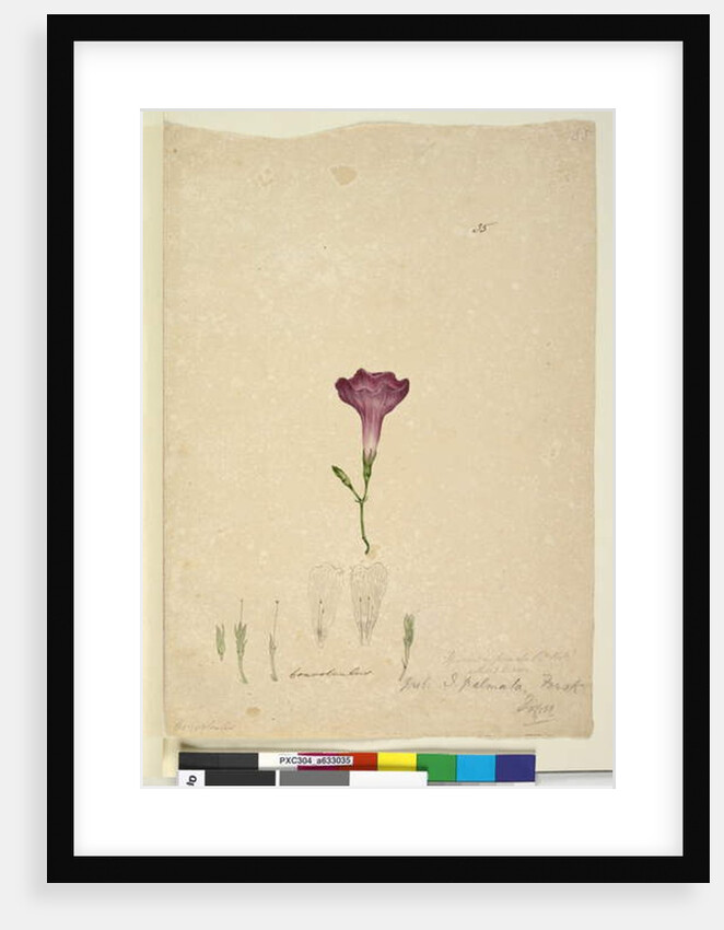 Page 35. Ipomoea palmata, c.1803-06 by John William Lewin