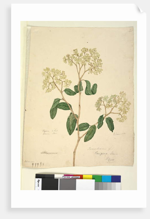 Page 41. Pomaderris lanigera, c.1803-06 by John William Lewin