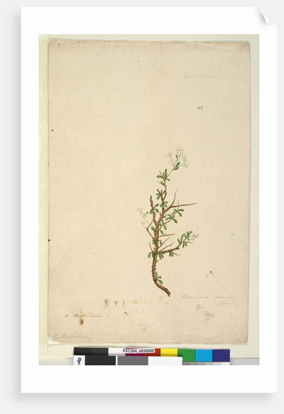 Page 42. Bursaria spinosa, c.1803-06 by John William Lewin