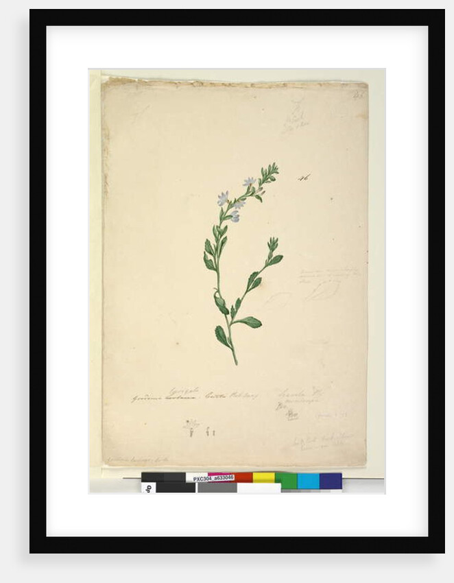 Goodenia laevigata, c.1803-06, Page 46. by John William Lewin