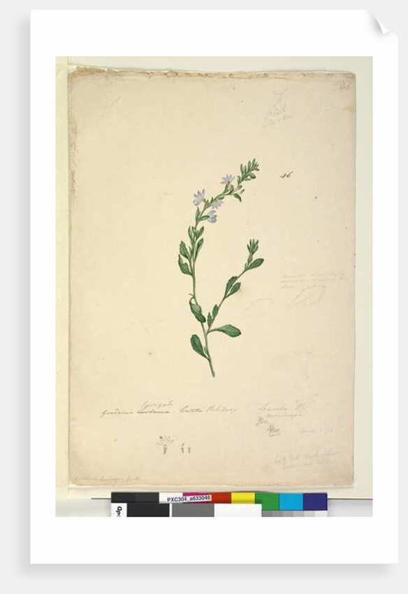 Goodenia laevigata, c.1803-06, Page 46. by John William Lewin