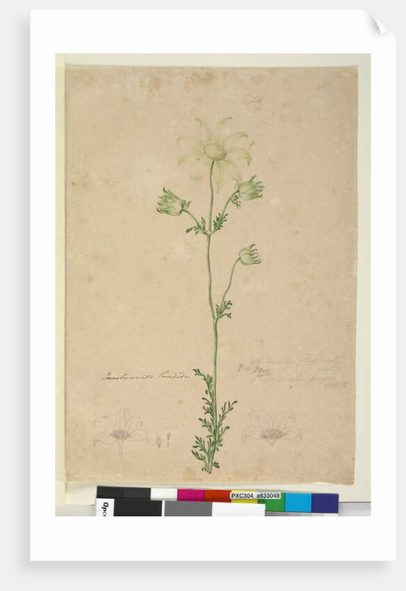 Page 48. Actinotus Helianthi, c.1803-06 by John William Lewin