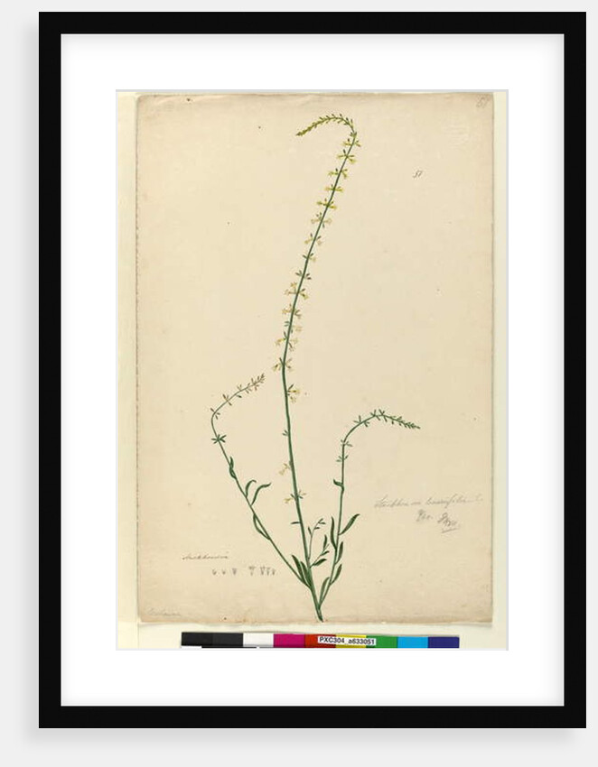 Page 51. Stackhousia, c.1803-06 by John William Lewin