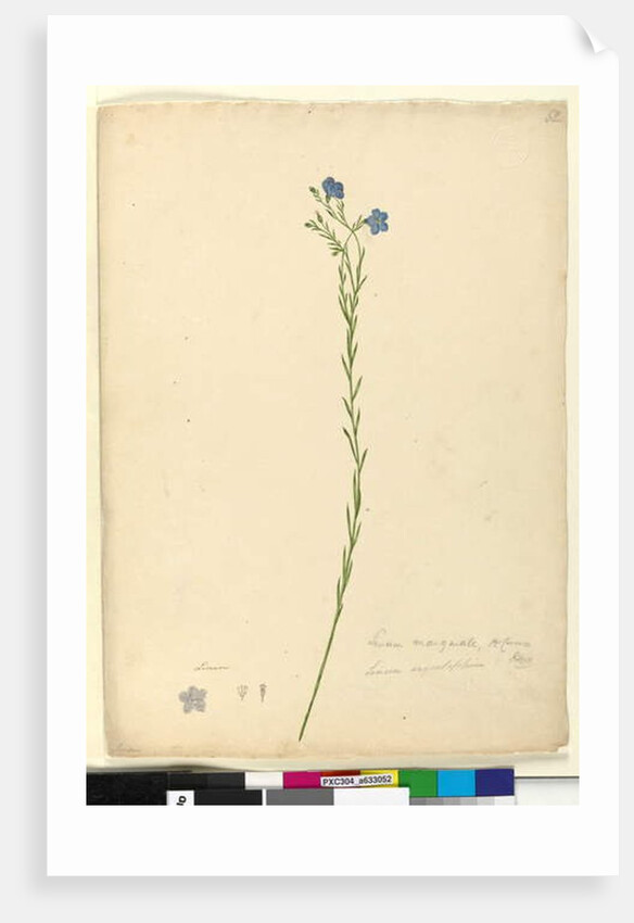 Page 52. Linum marginale, c.1803-06 by John William Lewin