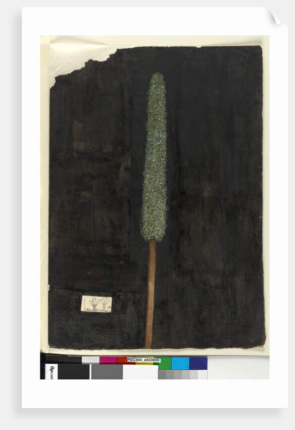 Page 56. Xanthorrhoea, c.1803-06 by John William Lewin