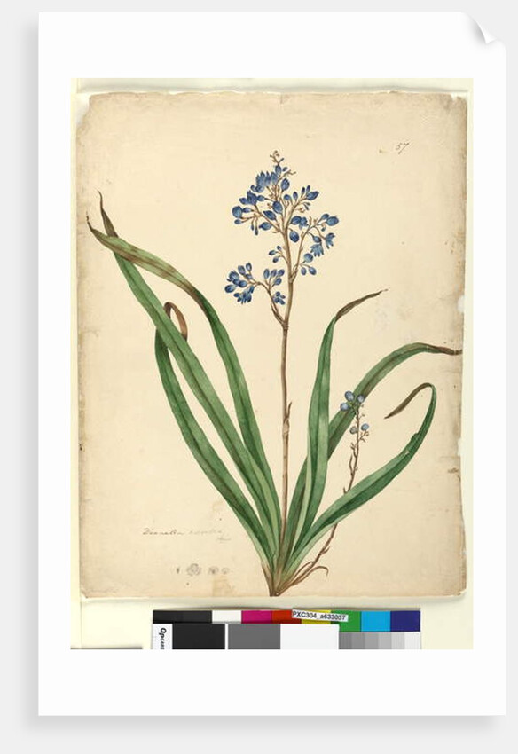 Page 57. Dianella caerulea, c.1803-06 by John William Lewin