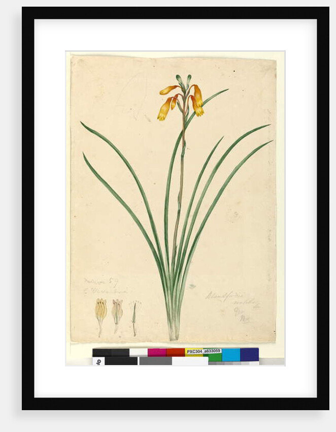 Page 59. Blandfordia nobilis, c.1803-06 by John William Lewin