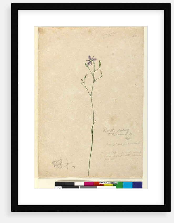 Page 60. Thysanotus tuberosus, c.1803-06 by John William Lewin