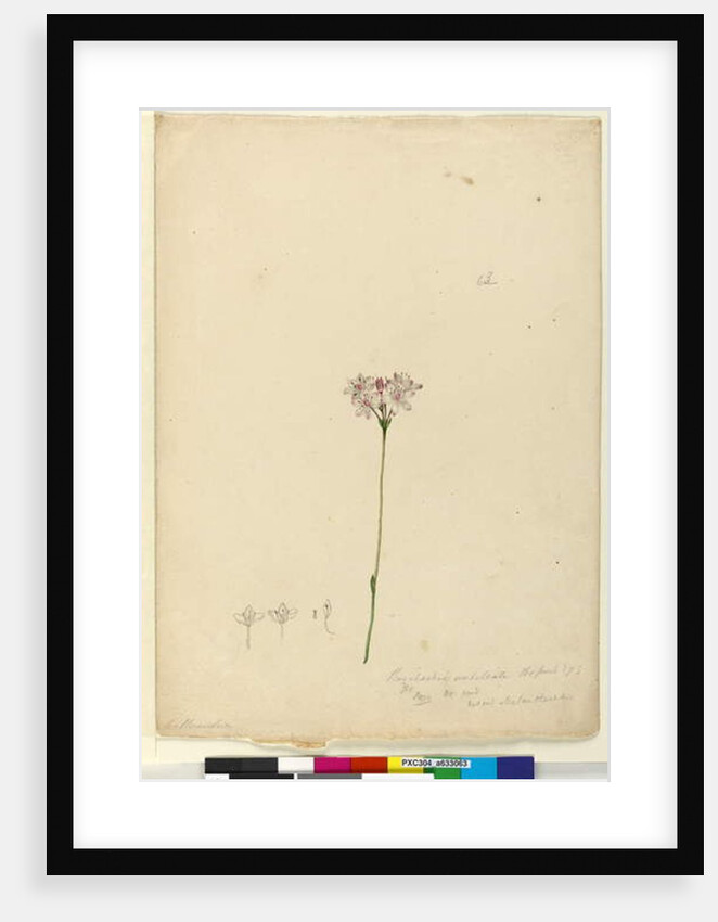 Page 63. Burchardia umbellata, c.1803-06 by John William Lewin