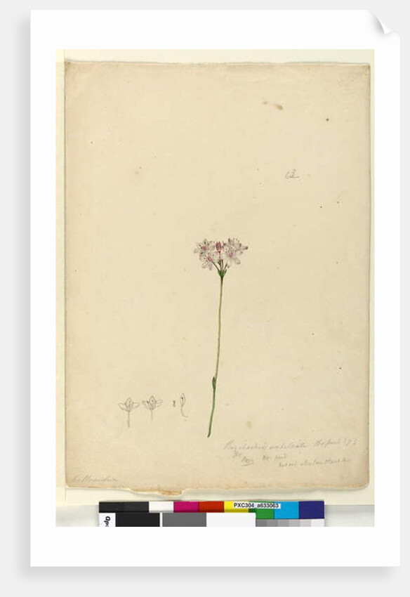 Page 63. Burchardia umbellata, c.1803-06 by John William Lewin