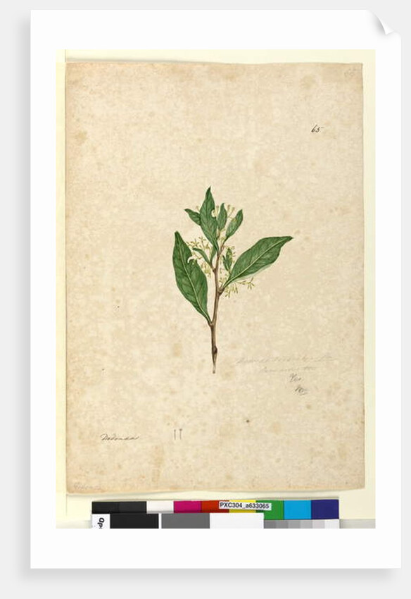 Page 65. Dodonaea triquetra, c.1803-06 by John William Lewin