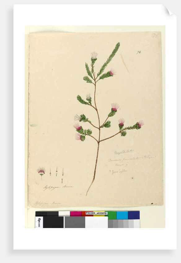 Page 76. Darwinia fascicularis, c.1803-06 by John William Lewin